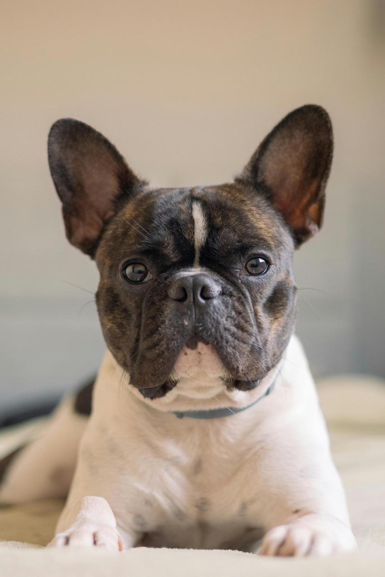 Hotel Me London By Melia - Covent Garden Esterno foto French Bulldog